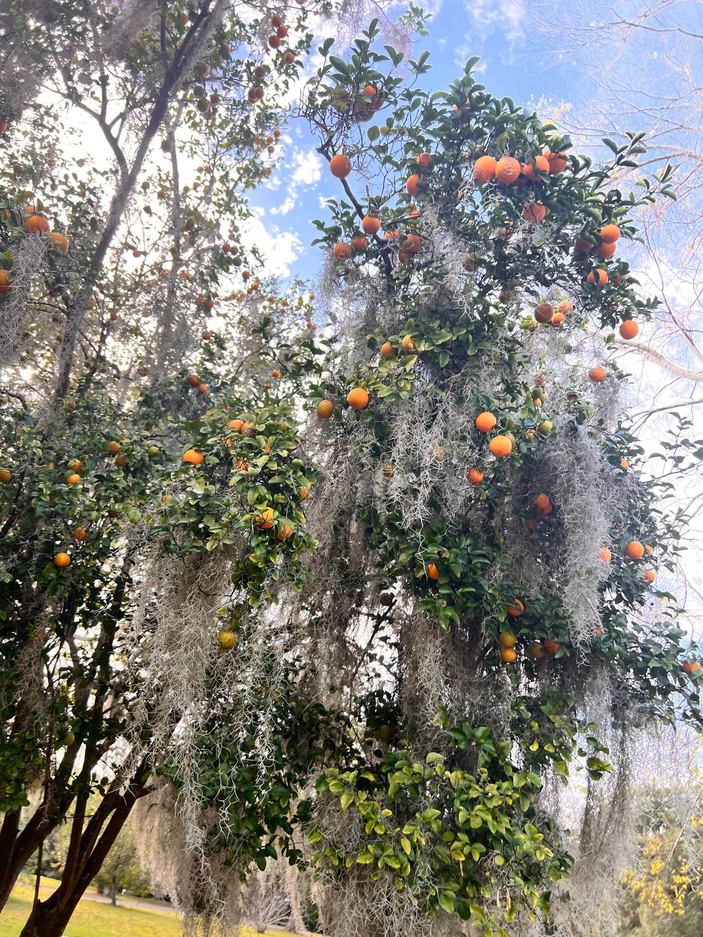 Merlot Tube Yarn Bag